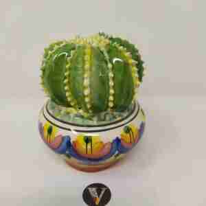 Piantina cactus in Ceramica di Caltagirone